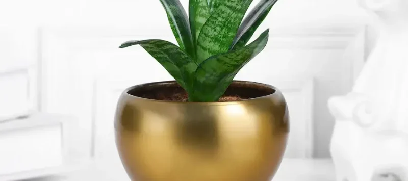 Plant